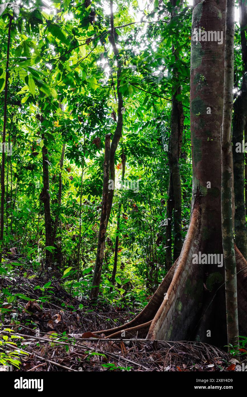 La flore naturelle de la forêt de la jungle se forme, l'énergie étonnante de la faune couleurs vives, silence calme magique Banque D'Images