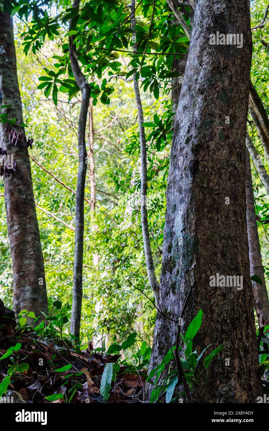 La flore naturelle de la forêt de la jungle se forme, l'énergie étonnante de la faune couleurs vives, silence calme magique Banque D'Images
