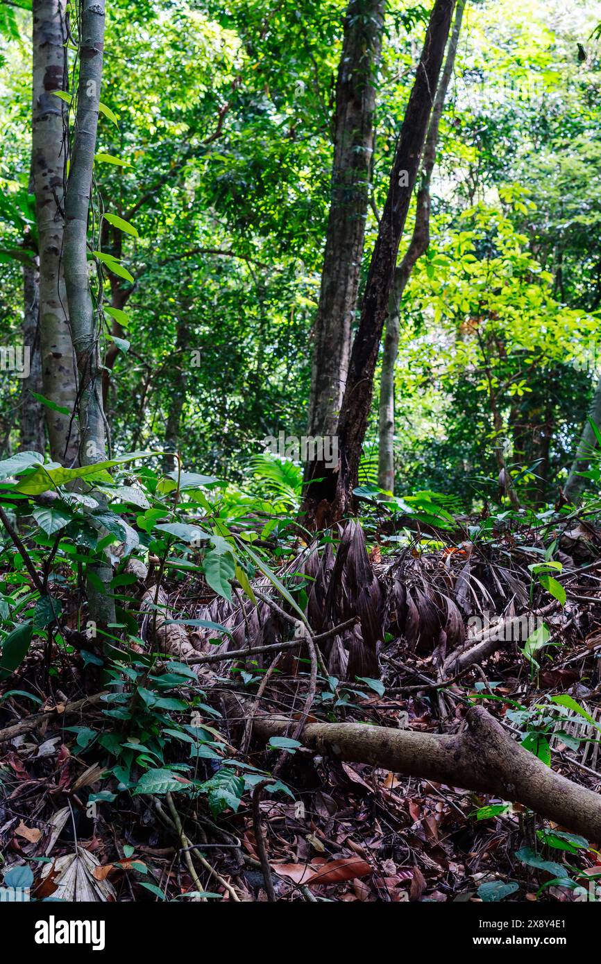 La flore naturelle de la forêt de la jungle se forme, l'énergie étonnante de la faune couleurs vives, silence calme magique Banque D'Images