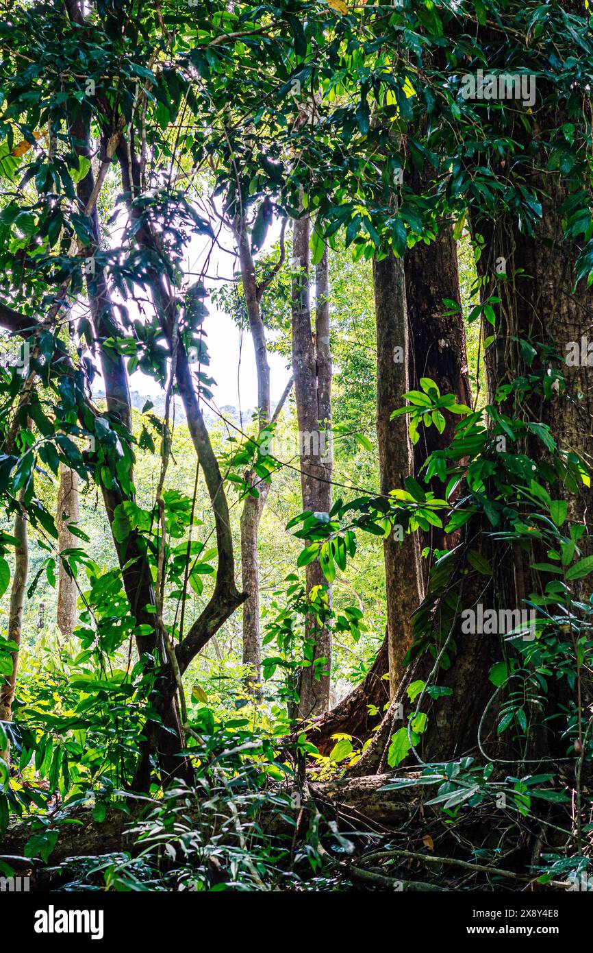 La flore naturelle de la forêt de la jungle se forme, l'énergie étonnante de la faune couleurs vives, silence calme magique Banque D'Images