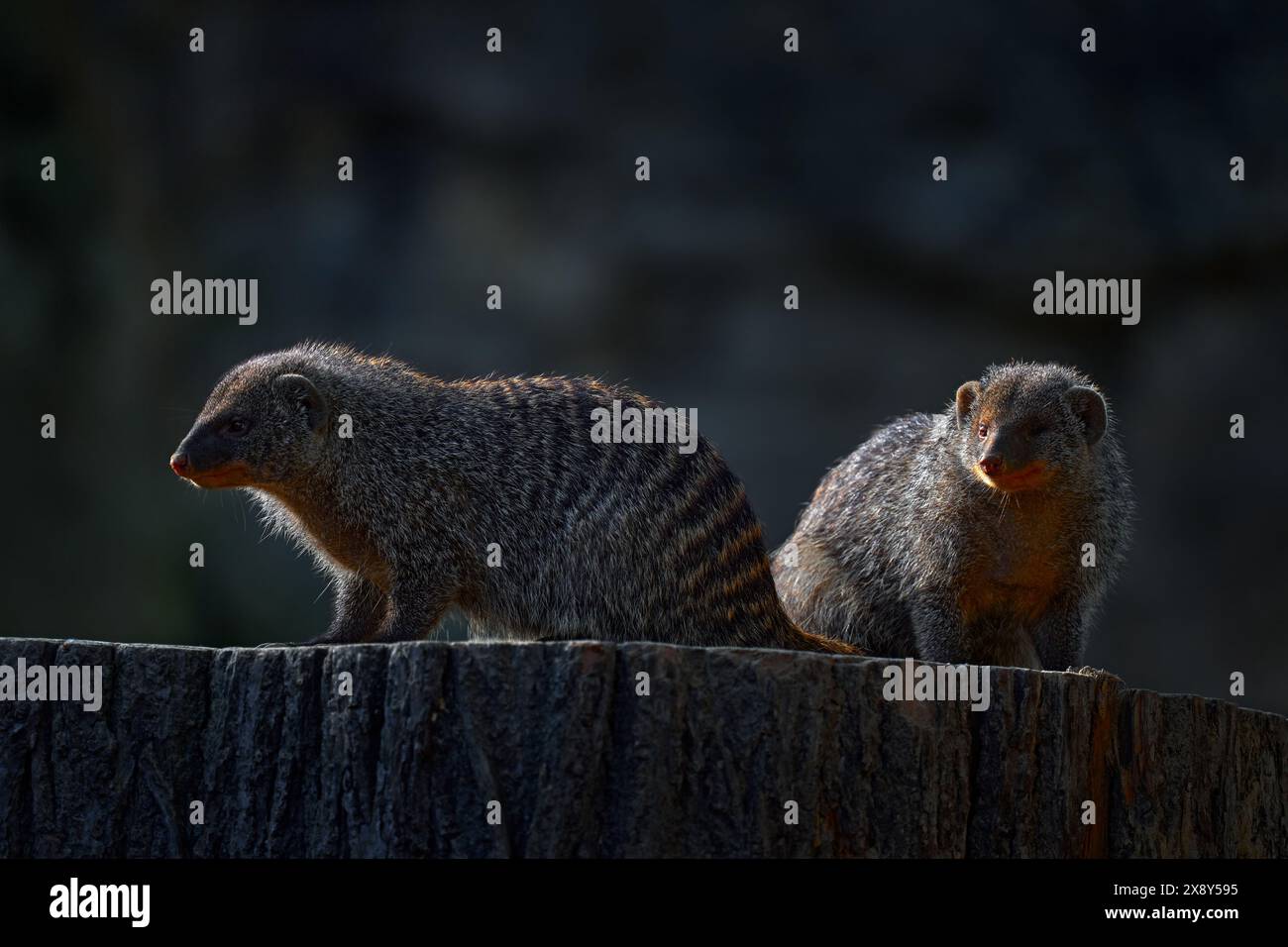Mongoose baguée, Mungos mungo, tronc d'arbre assis végétation verte. Faune et flore d'Afrique. Mignon mammifère à longue queue, delta d'Okavango, Botswana en Afrique Banque D'Images