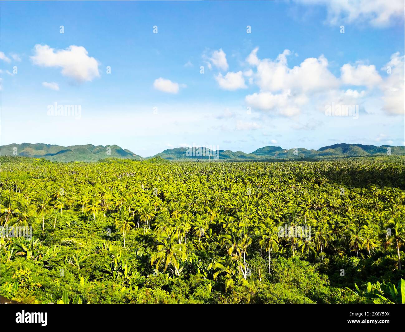 Terrasse de vue sur les arbres de coco à Siargao, Surigao del Norte, Philippines. Banque D'Images