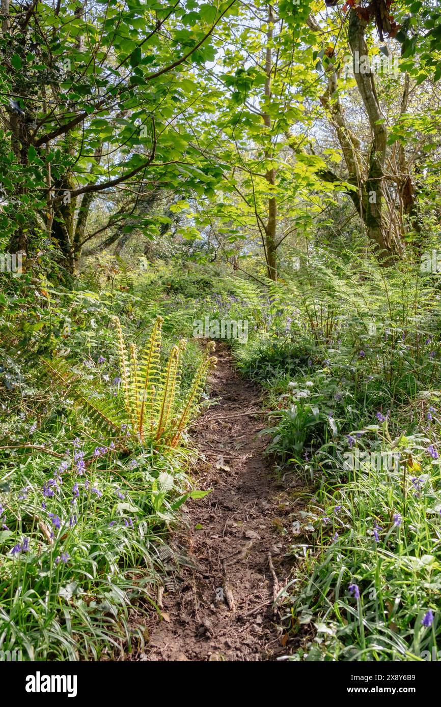 Un chemin boisé avec Bluebells et fougères déployées au printemps. Wern Woods, Llanddona, île d'Anglesey, nord du pays de Galles, Royaume-Uni, Grande-Bretagne Banque D'Images