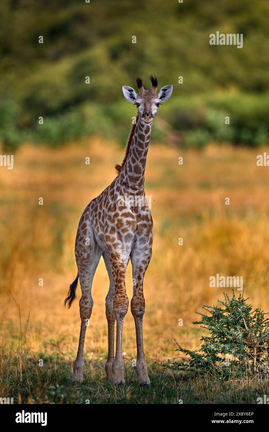 Jeune bébé de girafe. Girafe dans la forêt avec de grands arbres, lumière du soir, coucher de soleil. Silhouette de girafe idyllique avec coucher de soleil orange du soir, Okavango de Banque D'Images