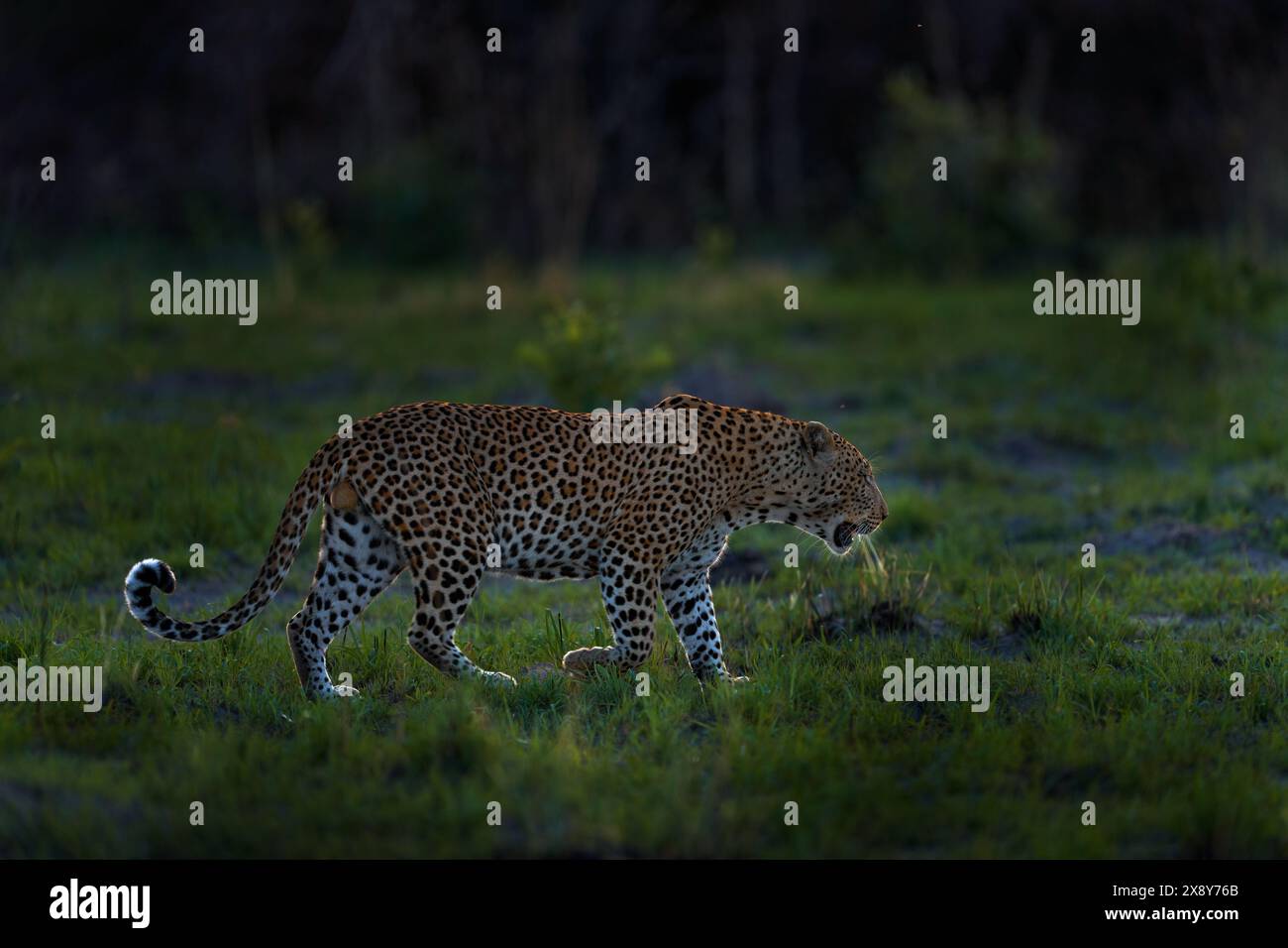 Coucher de soleil léopard, Panthera pardus shortidgei, habitat naturel, grand chat sauvage dans l'habitat naturel, journée ensoleillée sur la savane, delta de l'Okavango Botswana. Wildli Banque D'Images