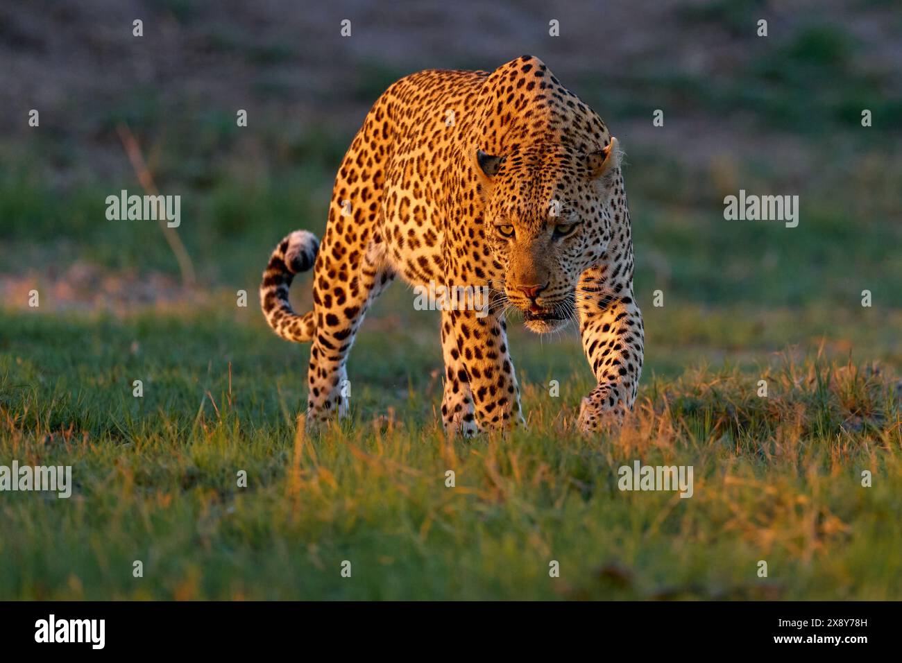 Coucher de soleil léopard, Panthera pardus shortidgei, habitat naturel, grand chat sauvage dans l'habitat naturel, journée ensoleillée sur la savane, delta de l'Okavango Botswana. Wildli Banque D'Images
