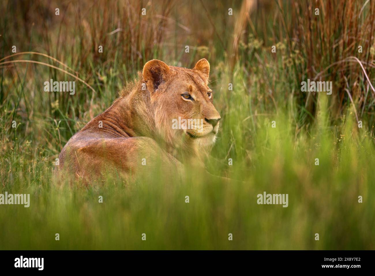 Gros chat en Afrique, herbe verte. Jeune mâle de lion Okavango, Botswana widlife. Banque D'Images