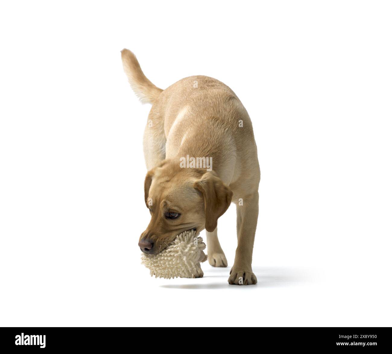 Portrait de Labrador Retriever jouant sur fond blanc Banque D'Images