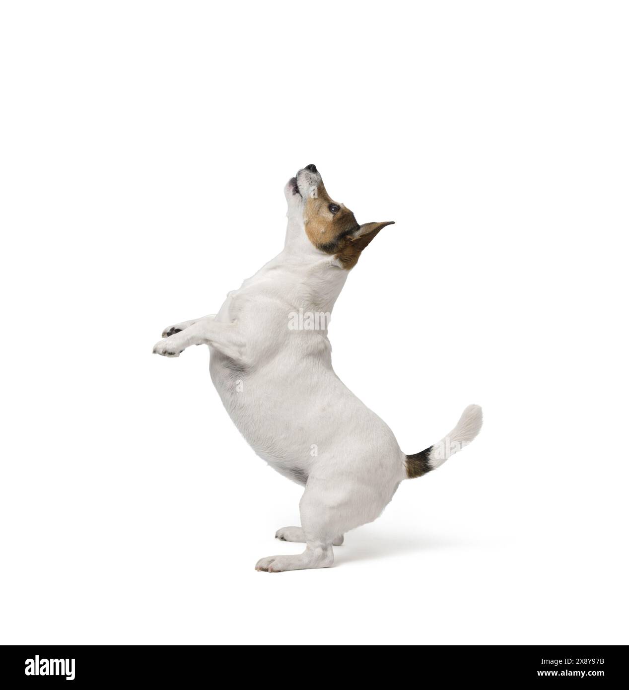 Mignon petit chien Jack Russell terrier debout sur fond blanc Banque D'Images