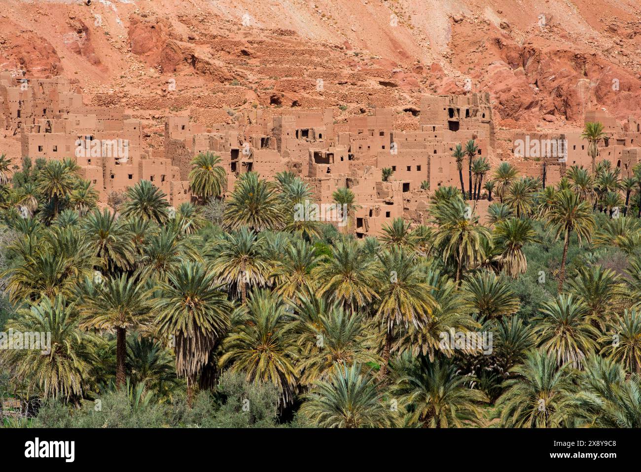 Maroc Tinerhir, palmeraie Tinerhri Banque D'Images