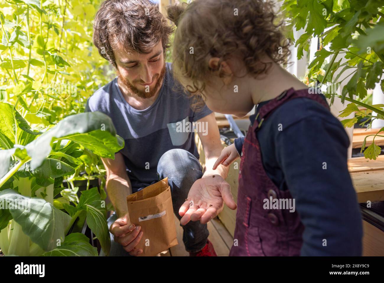 France, Ain, Saint-Jean-le-Vieux, InsectÖsphère, ferme de coccinelles. Libérer des coccinelles dans une serre avec un enfant, pour lutter contre les pucerons, Banque D'Images