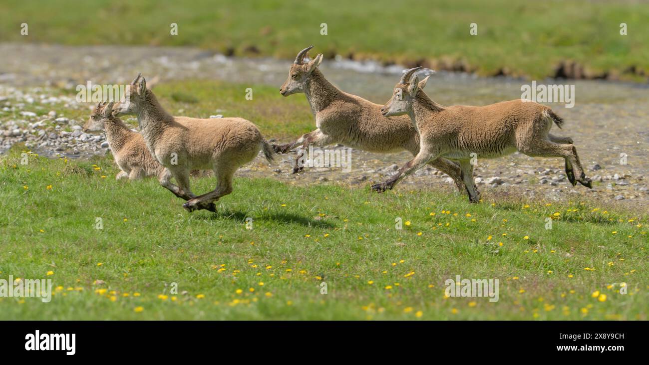 France, Hautes Pyrénées, parc national des Pyrénées, bouibex des Pyrénées (Capra pyrenaica), groupe d'ibexes en cours d'exécution Banque D'Images