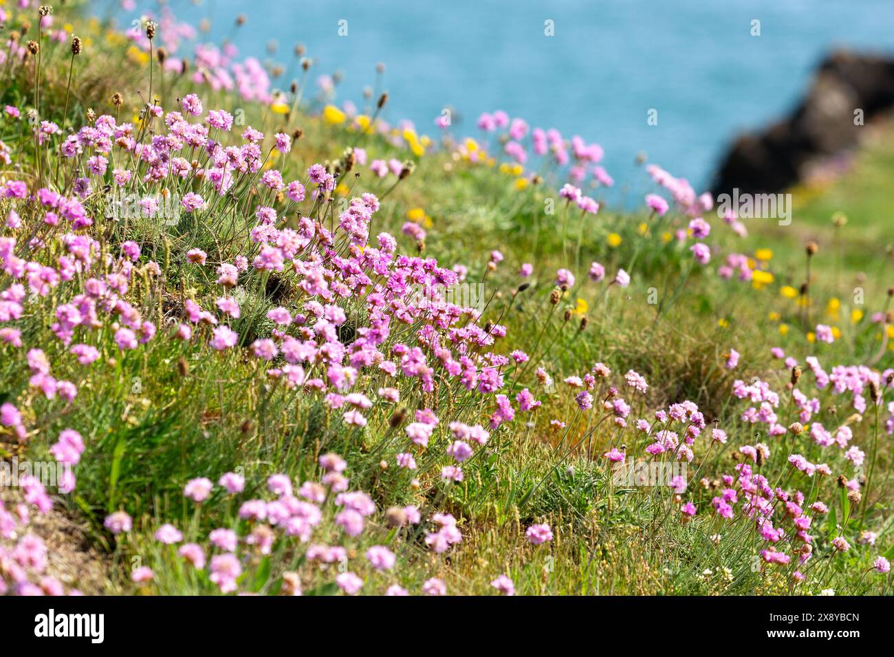 Armeria maritima se développe le long de la côte près d'Elie, Fife. Banque D'Images