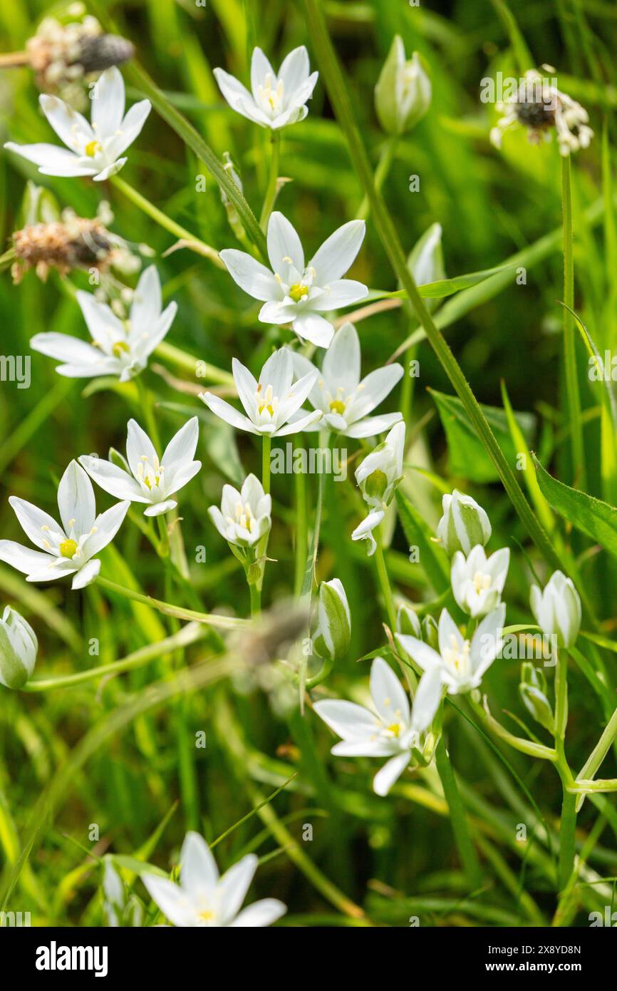 La fleur de l'étoile de Bethléem (Ornithogalum umbellatum) est un bulbe à fleurs vivaces Banque D'Images