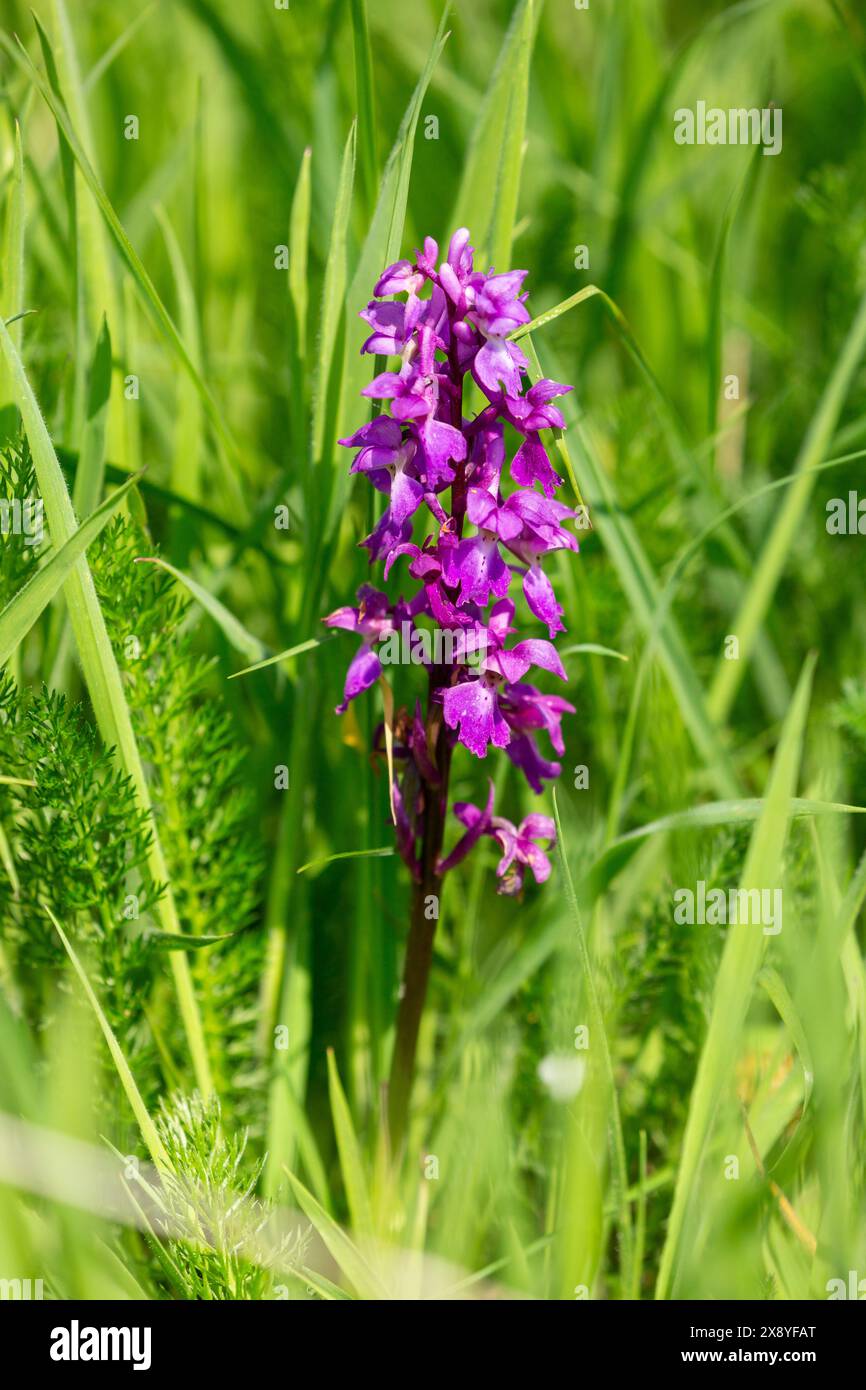 Orchidée violette précoce, Orchis mascula, fleur sauvage Banque D'Images