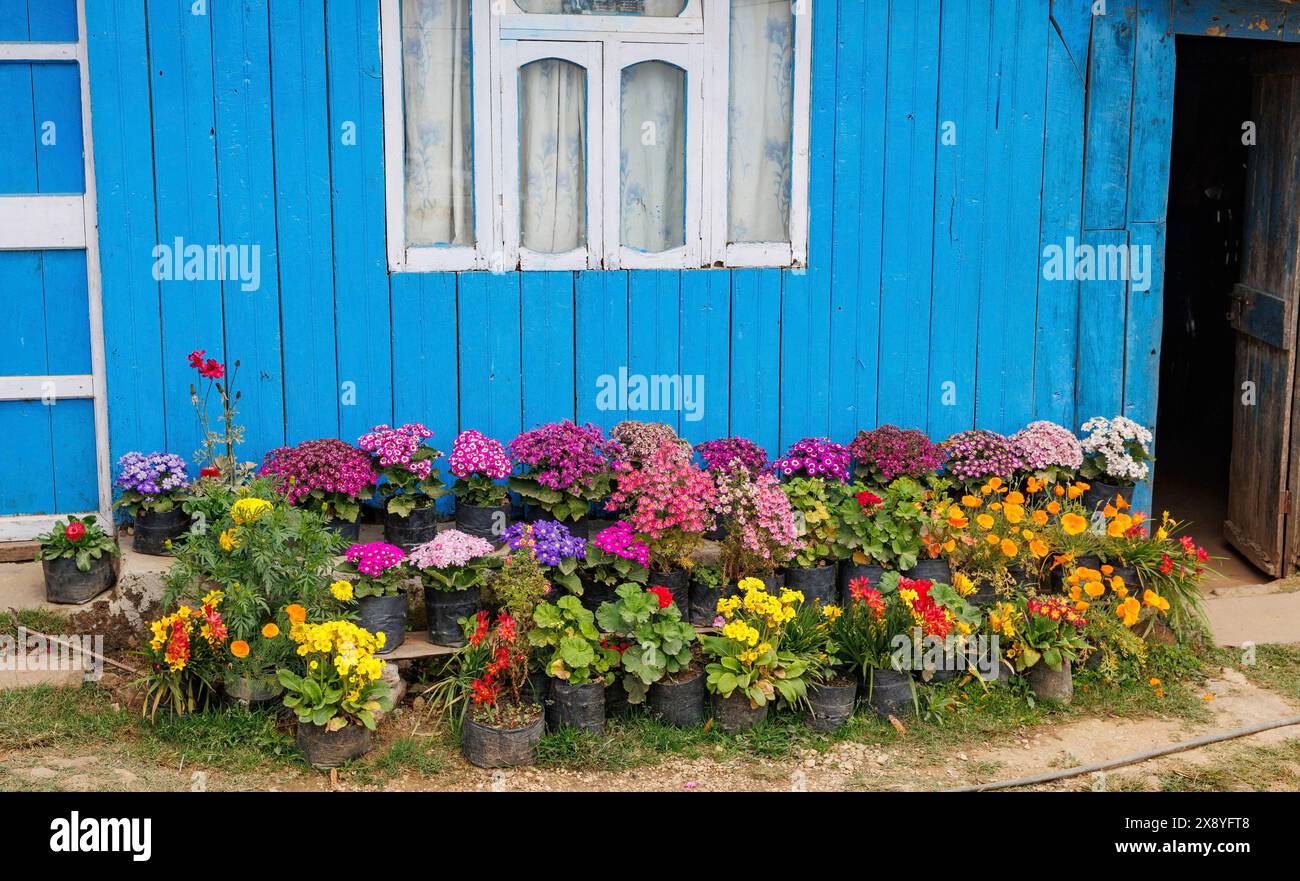 Népal, Nayabazar, municipalité rurale de Maijogmai à Ilam, maison fleurie sur le bord de la route Banque D'Images