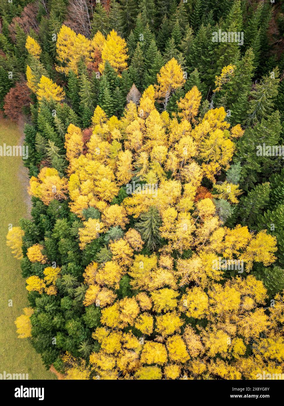 France, Drôme, Parc naturel régional du Vercors, massif du Dévoluy, vallée de Jarjatte, les aiguilles de mélèze prennent une teinte jaune en automne (vue aérienne) Banque D'Images