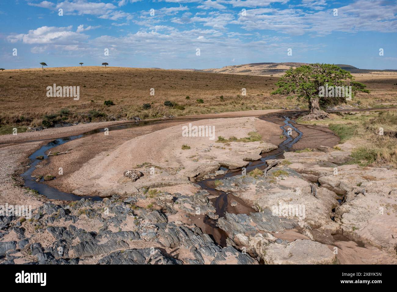 Kenya, réserve de chasse Masai-Mara, figuier le long de la rivière Sand, vue aérienne Banque D'Images