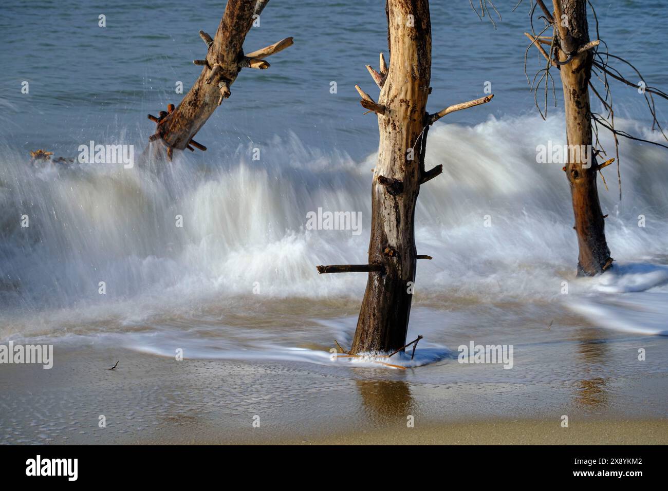 France, Charente-Maritime, la plage d'Embellie, destruction de la forêt par le sel due à l'expansion continue de la mer Banque D'Images