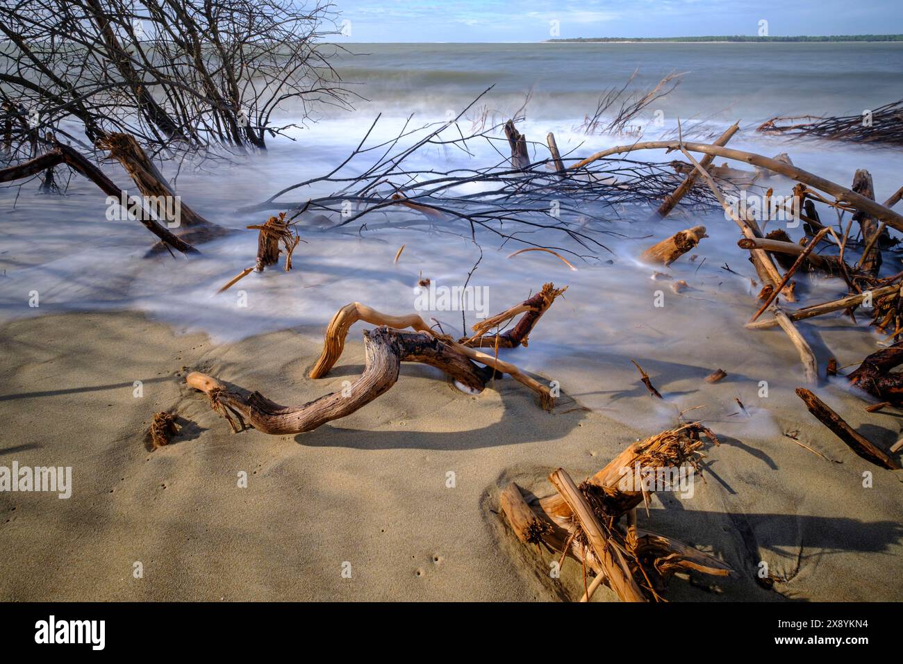 France, Charente-Maritime, la plage d'Embellie, destruction de la forêt par le sel due à l'expansion continue de la mer Banque D'Images