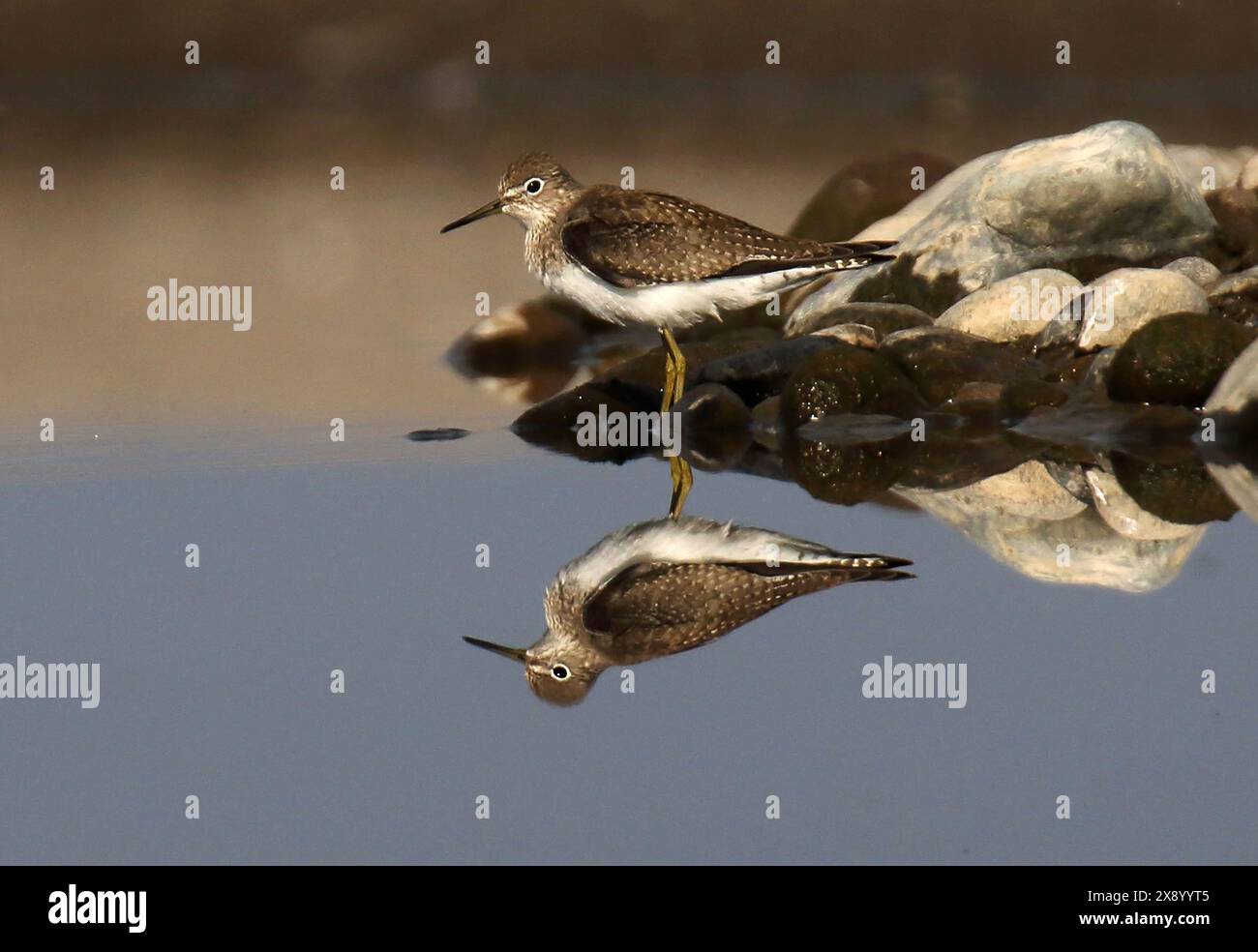 Piper de sable solitaire (Tringa solitaria), piper de sable solitaire du premier hiver au bord de l'eau, Chili Banque D'Images
