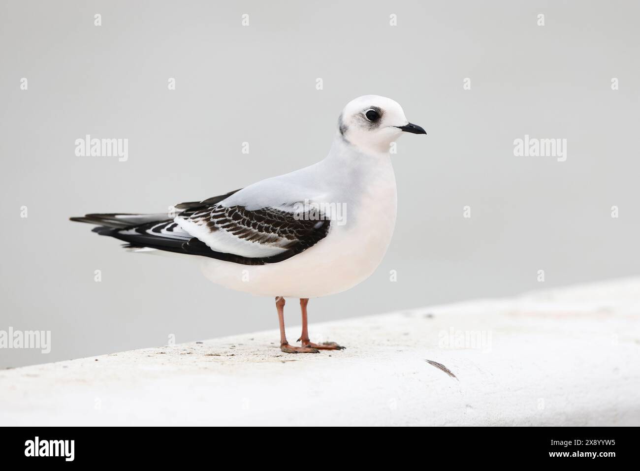 Mouette de ross (Rhodostethia rosea), premier hiver sur la plage, Belgique, Nieuwpoort Banque D'Images