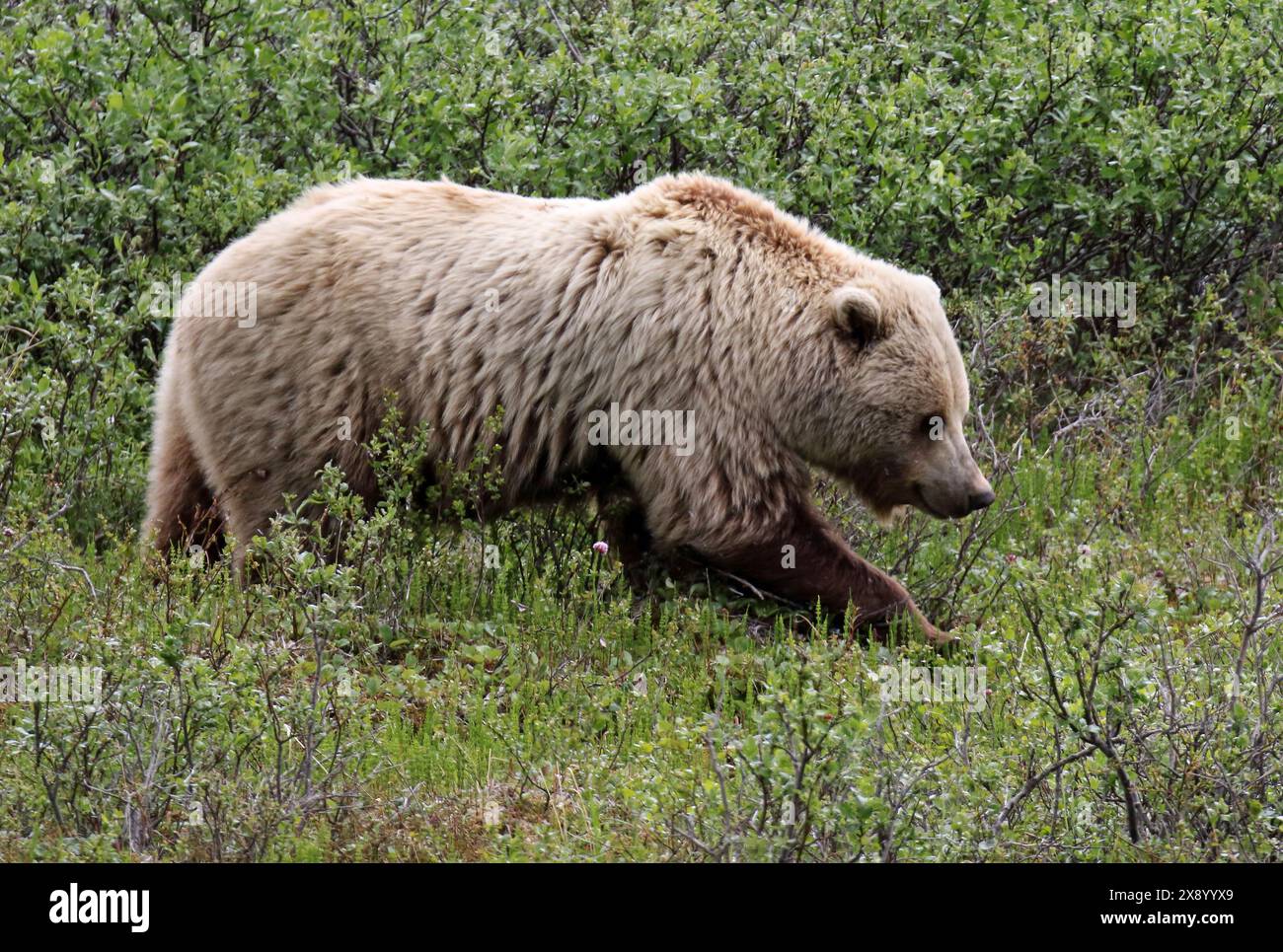 Ours brun, ours grizzli, grizzli (Ursus arctos horribilis), énorme adulte marchant dans un pré de montagne, USA, Alaska Banque D'Images
