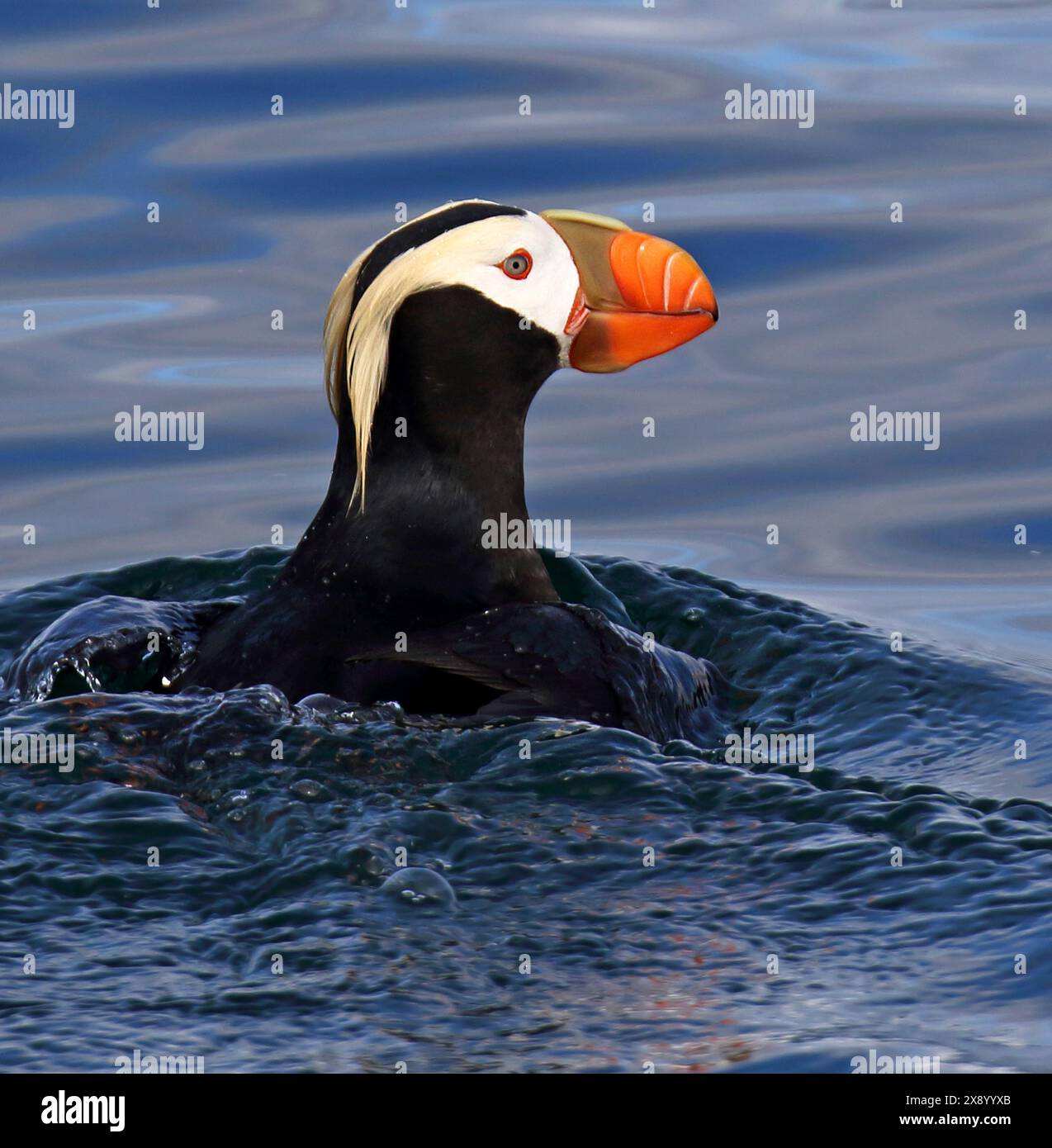 Macareux touffus (Fratercula cirrhata, Lunda cirrhata), adulte en mer au large de l'Alaska, États-Unis, Alaska Banque D'Images