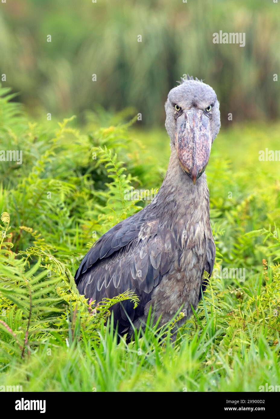 Cigogne à tête de baleine, Shoebill (Balaeniceps rex), adulte regardant dans la caméra, debout dans un marais, Ouganda Banque D'Images