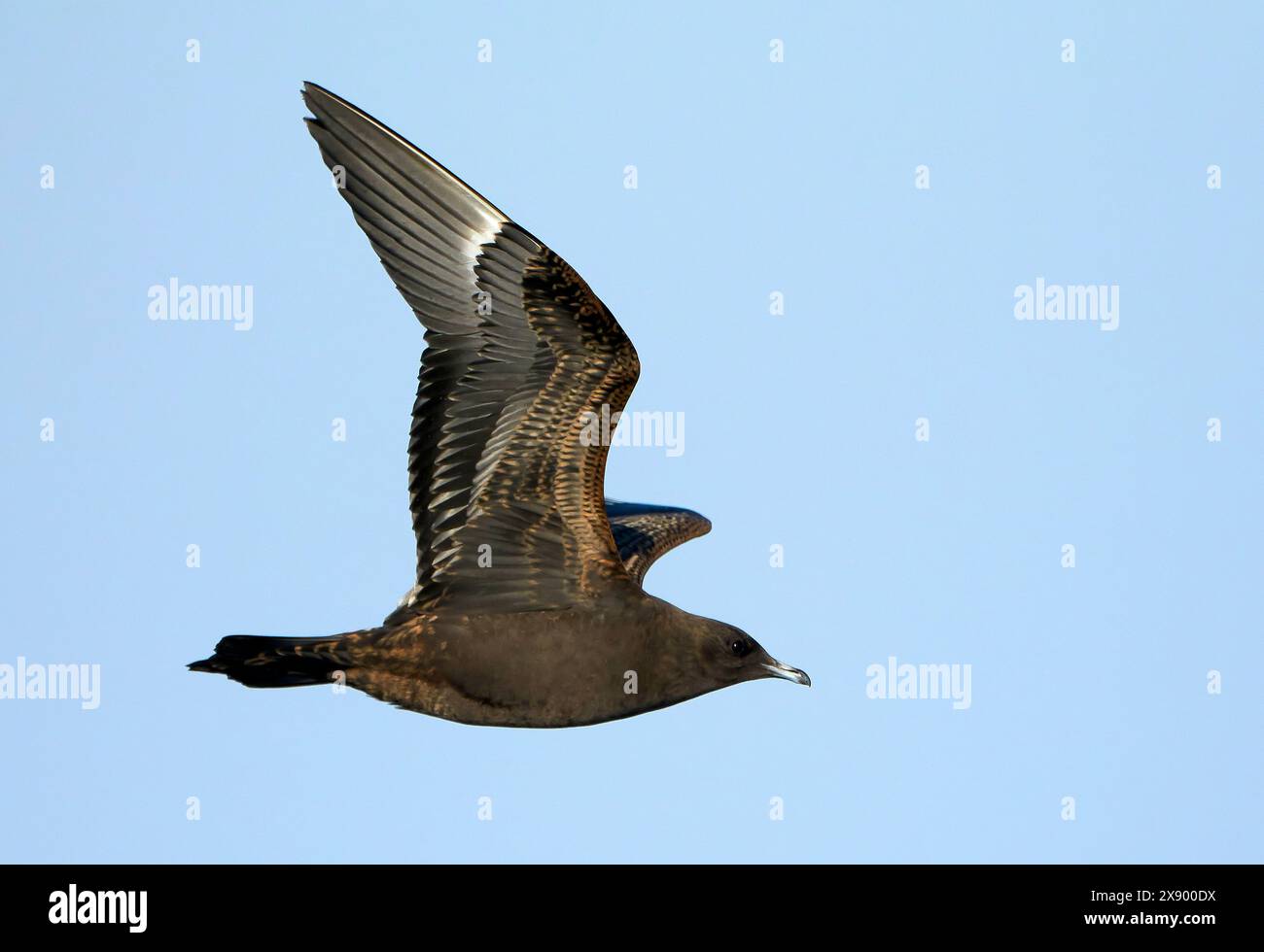 Jaeger parasite, Skua arctique, Skua parasite (Stercorarius parasiticus), morphe sombre Jaeger parasite premier hiver en vol, Espagne Banque D'Images
