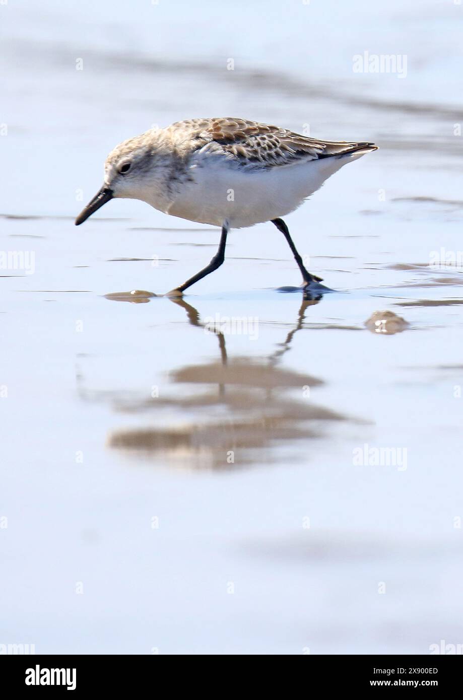 Pier de sable semi-palmé (Calidris pusilla), premier hiver courant sur la plage, Brésil Banque D'Images