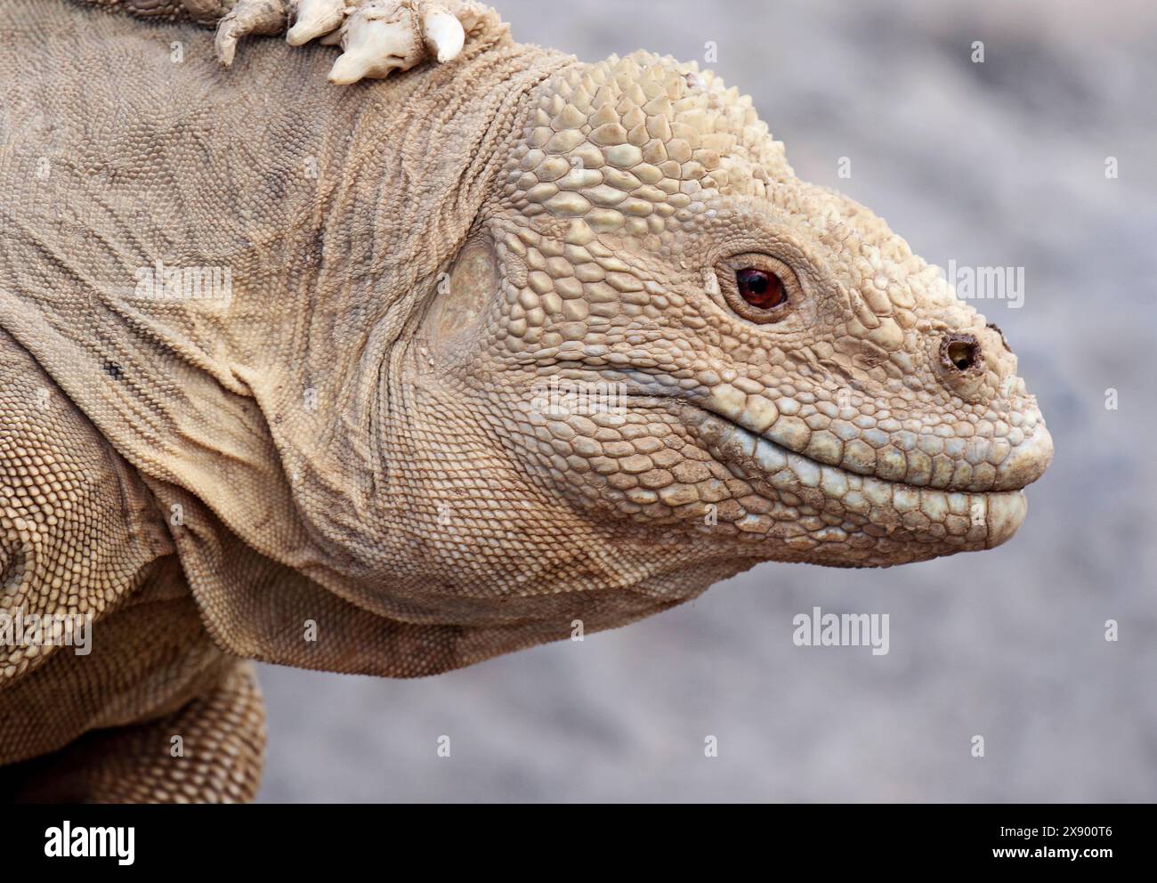 Iguane marin de Santa Fe (Amblyrhynchus cristatus trillmichi, Amblyrhynchus cristatus ssp. Trillmichi, Amblyrhynchus trillmichi), portrait, Équateur, Gal Banque D'Images