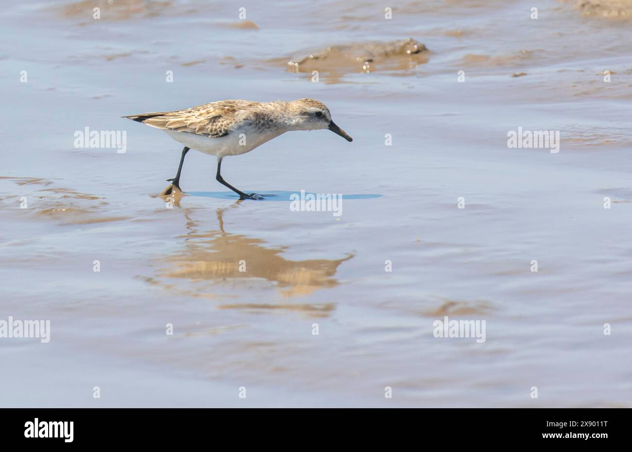 Pier de sable semi-palmé (Calidris pusilla), premier hiver courant sur la plage, Brésil Banque D'Images