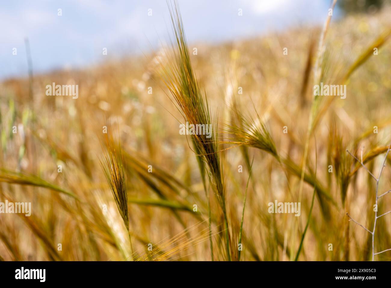 orge semi-séchée puis récoltée pour les moutons et les agneaux Banque D'Images