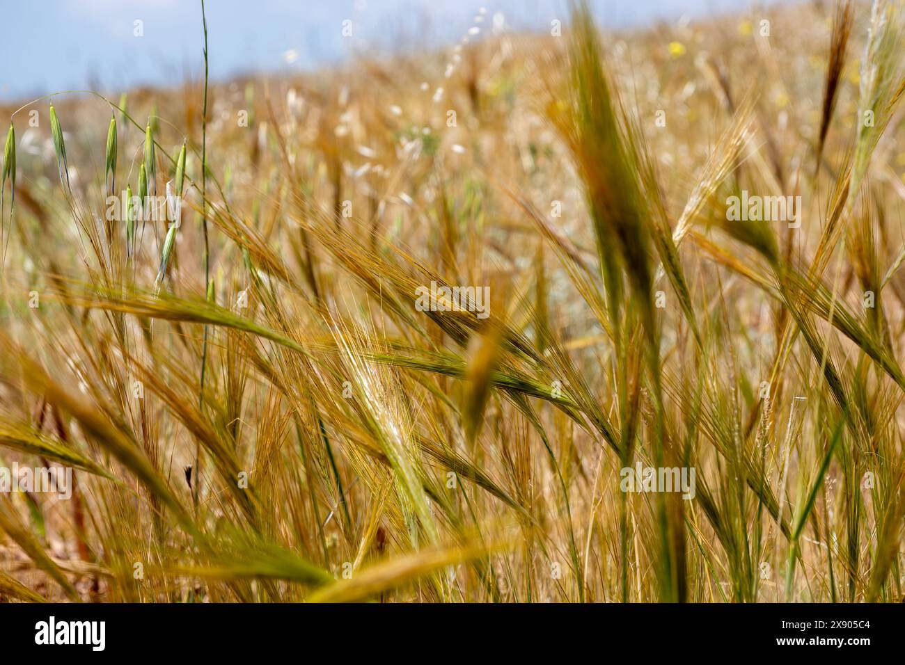 orge semi-séchée puis récoltée pour les moutons et les agneaux Banque D'Images