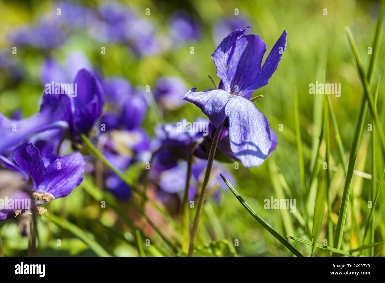 Fleurs d'alto bleu sur une tige mince sur un fond d'herbe verte, macro photographie botanique Banque D'Images Fleurs d'alto bleu sur une tige mince sur un fond d'herbe verte, macro photographie botanique Banque D'Images