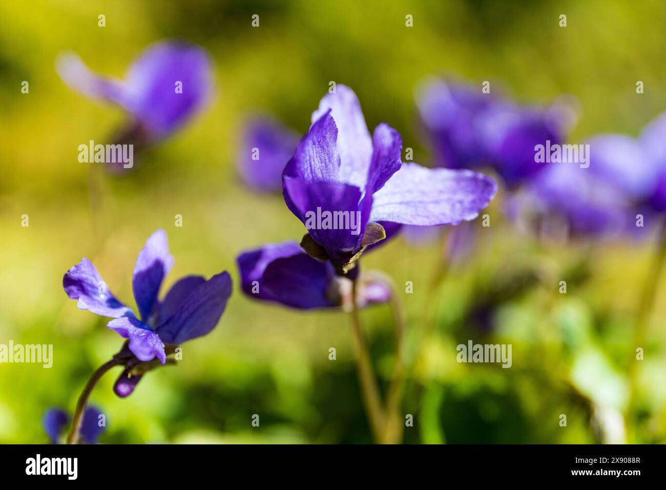 Fleurs d'alto bleues sur une tige mince sur un fond d'herbe verte floue, macro photographie botanique Banque D'Images Fleurs d'alto bleues sur une tige mince sur un fond d'herbe verte floue, macro photographie botanique Banque D'Images