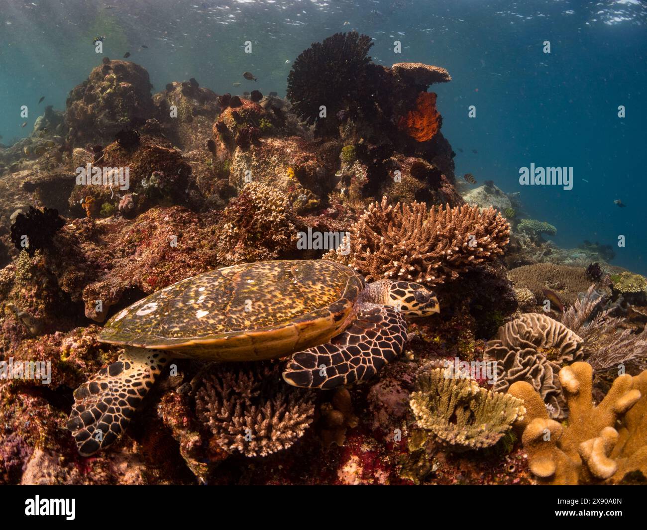 Tortue à bec-de-poule en danger critique d'extinction, Eretmochelys imbricata, sur le récif du parc national de Komodo, Indonésie Banque D'Images