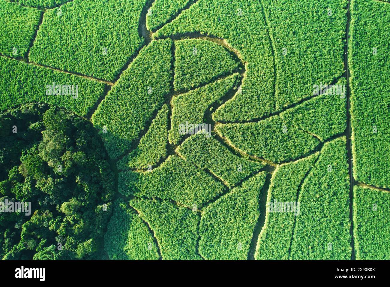 Champ agricole vert avec des voies au-dessus de la vue de drone de dessus Banque D'Images Champ agricole vert avec des voies au-dessus de la vue de drone de dessus Banque D'Images