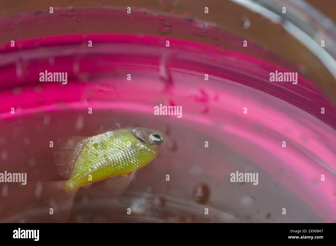 Poisson d'aquarium flottant de couleur or mort macro vue rapprochée Banque D'Images