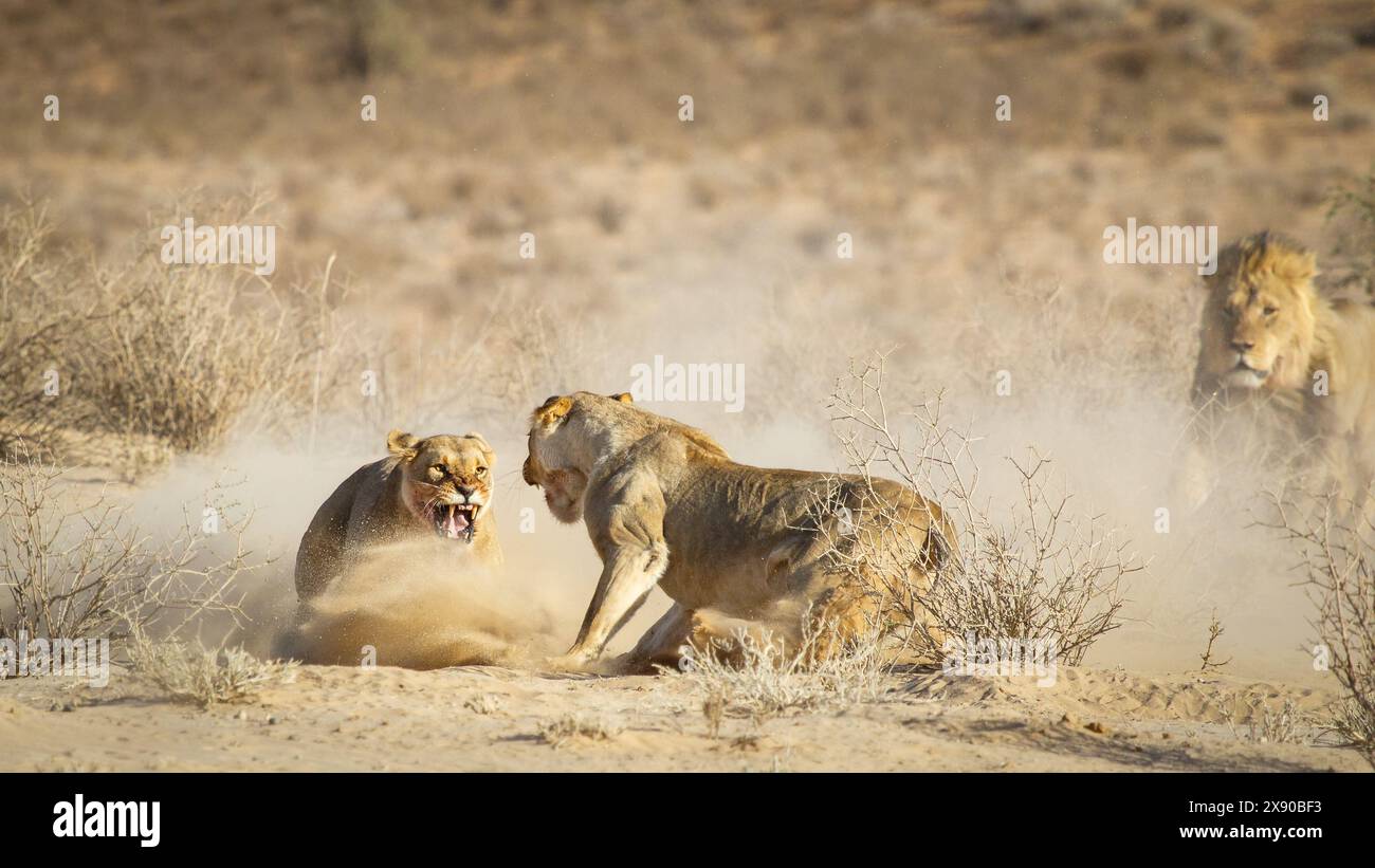 Dans la lumière du matin, deux lionnes du Kalahari s'engagent dans une bataille épique, volant de fourrure et gonflant les muscles, faisant rage de fureur, luttant pour la domination. Banque D'Images