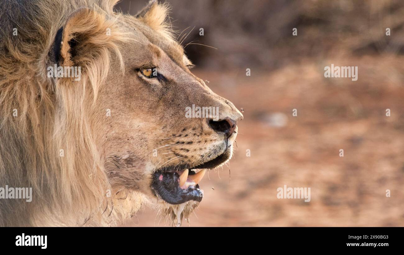 Le jeune lion Kalahari regarde sa proie, une crinière cramoisie évoquant une prédation récente. Dans ce désert rude, la survie exige force et ruse. Banque D'Images