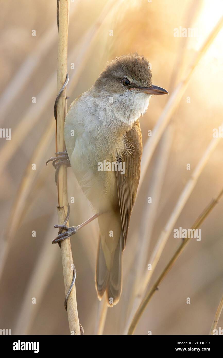 Grande parulle de roseau dans la belle lumière du lever du soleil (Acrocephalus arundinaceus) Banque D'Images