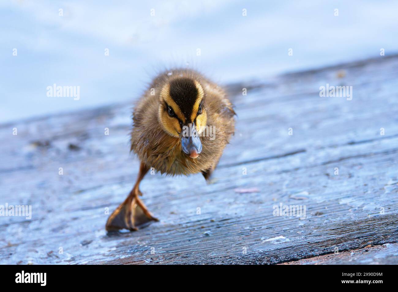 Canard colvert sautant sur un pont en bois (Anas platyrhynchos) Banque D'Images