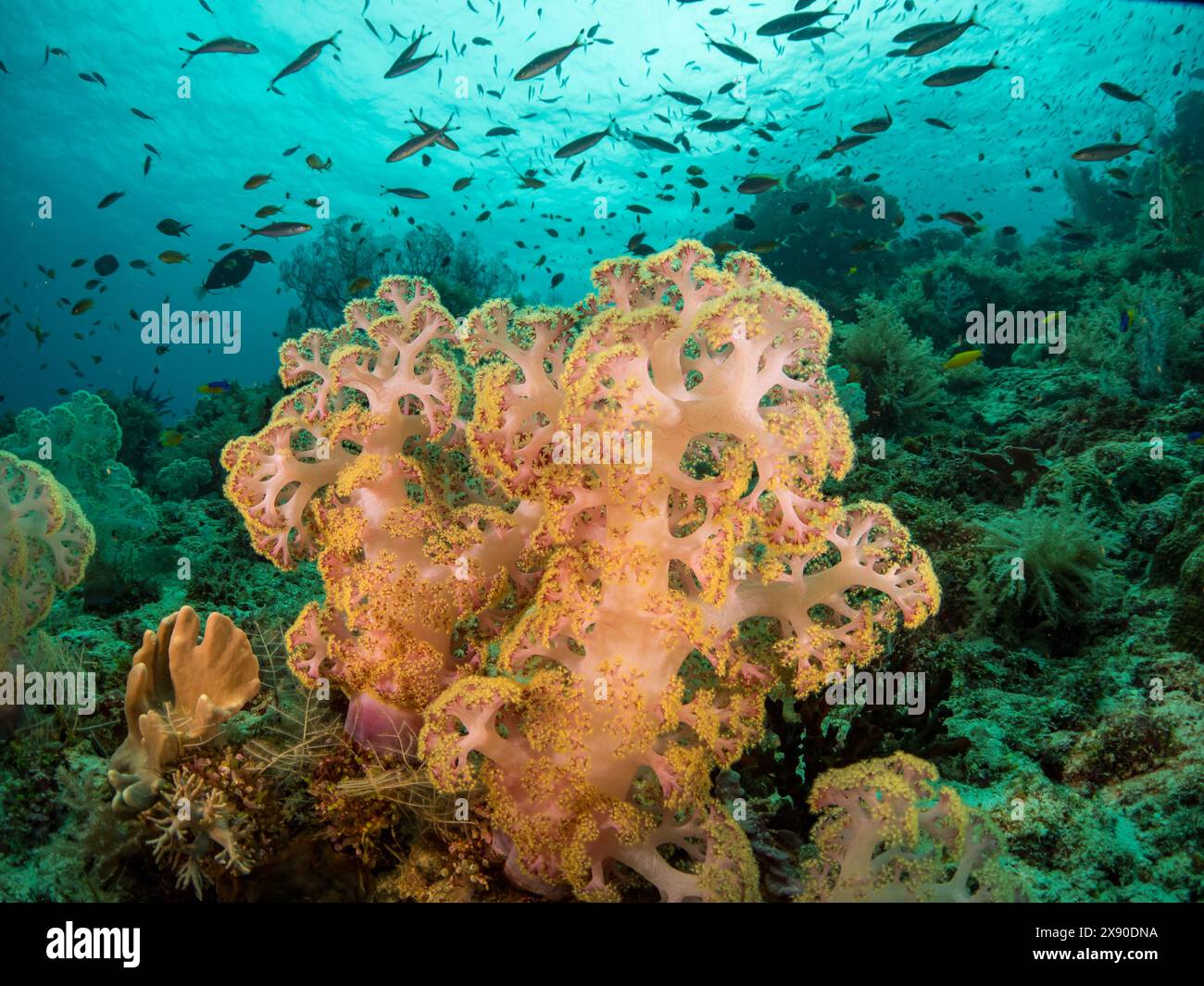 Beaux coraux mous et poissons en plongeant à Misool Island, Raja Ampat, Indonésie Banque D'Images