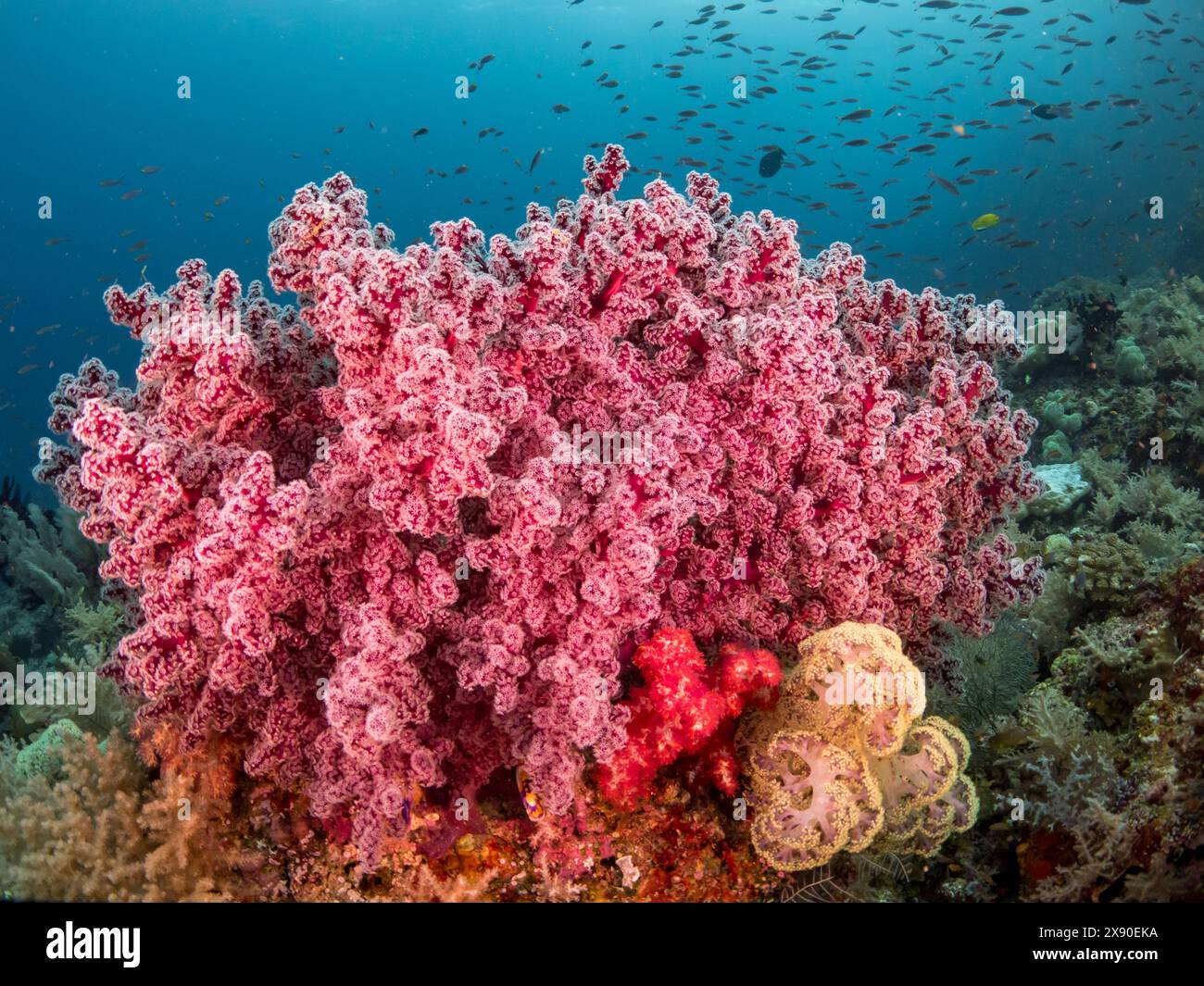 Beaux coraux mous et poissons en plongeant à Misool Island, Raja Ampat, Indonésie Banque D'Images