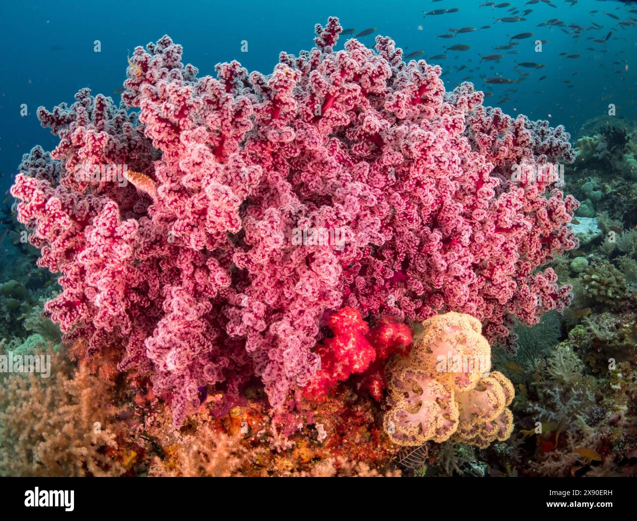 Beaux coraux mous et poissons en plongeant à Misool Island, Raja Ampat, Indonésie Banque D'Images