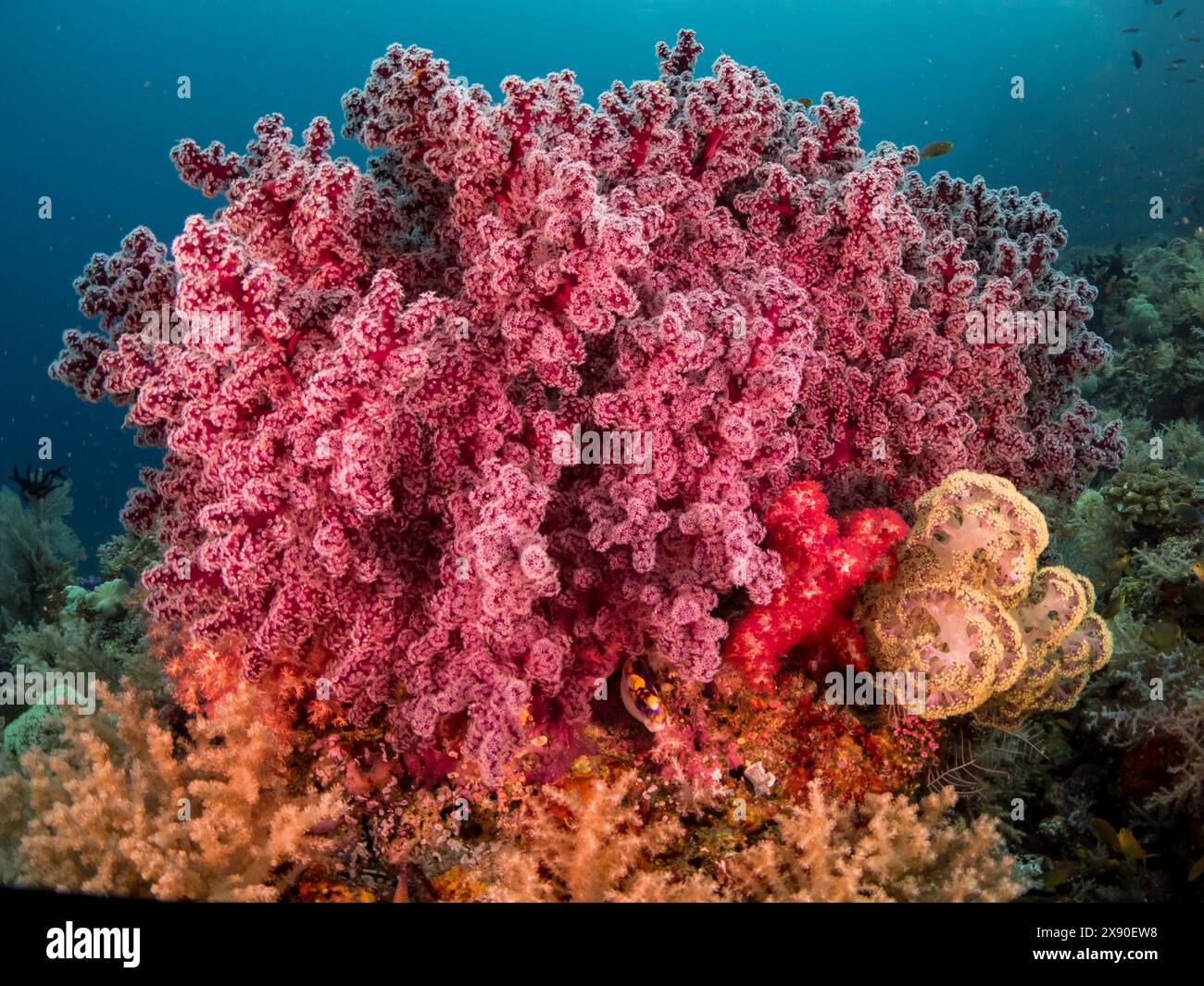 Beaux coraux mous et poissons en plongeant à Misool Island, Raja Ampat, Indonésie Banque D'Images