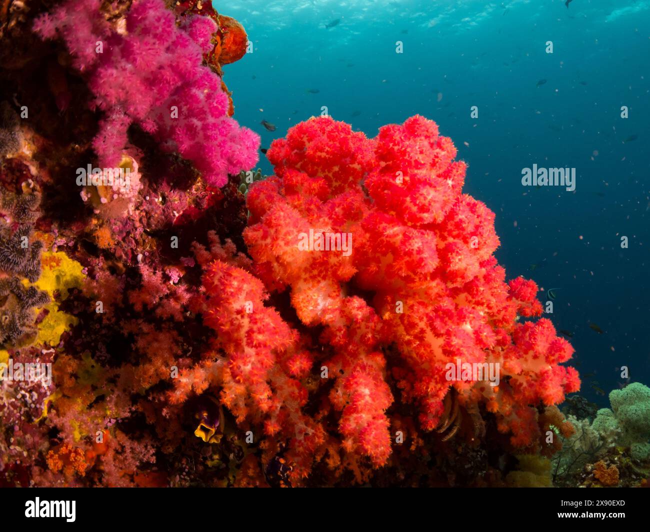 Beaux coraux mous et poissons en plongeant à Misool Island, Raja Ampat, Indonésie Banque D'Images