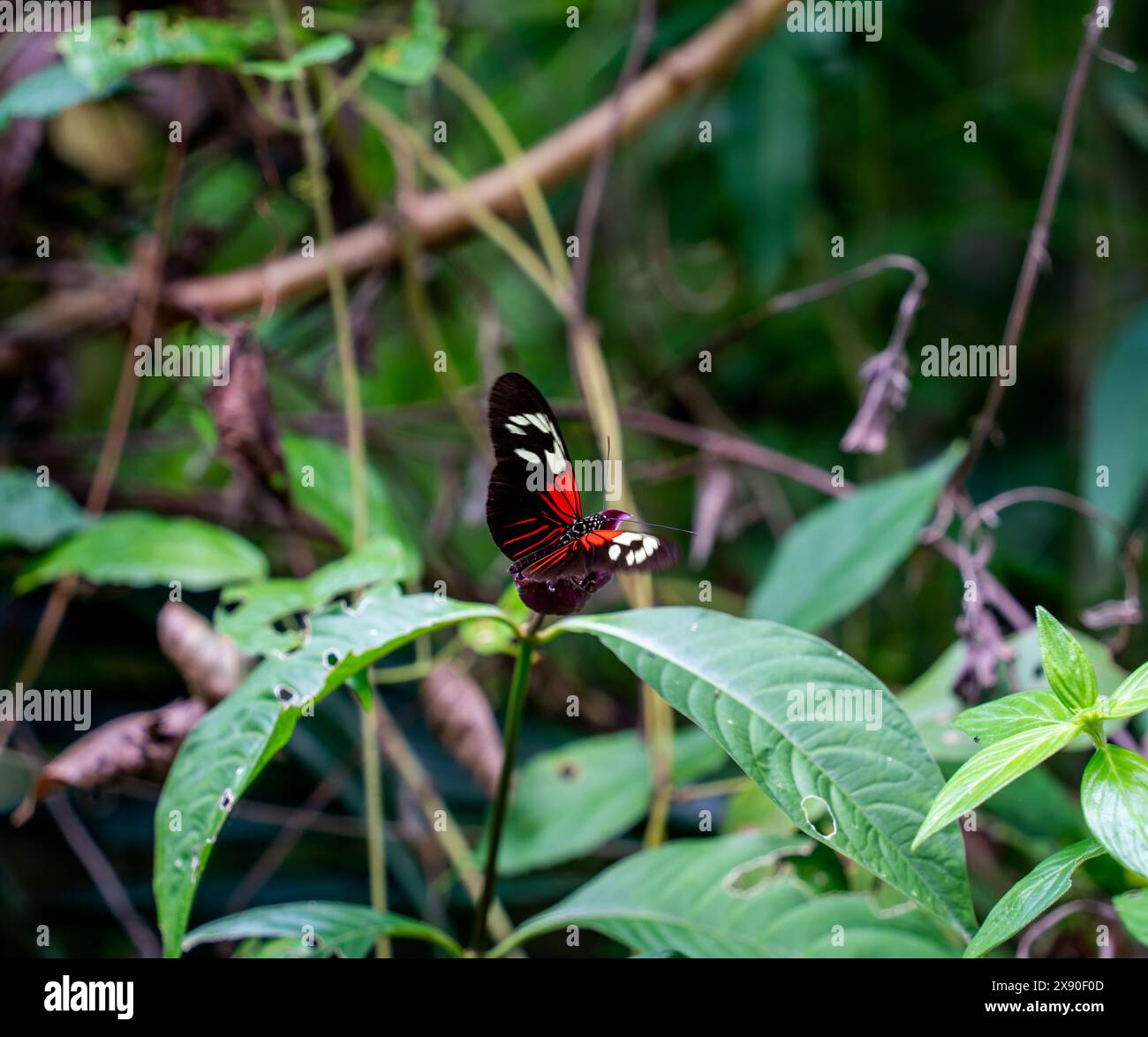 Gros plan du petit papillon facteur (Heliconius erato) Banque D'Images